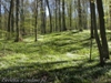 Las w Bobrowiskach wiosną