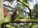 Wiewiórka w lesie w Bobrowiskach