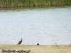 Kormoran nad zbiornikiem w Radzikach