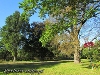 Skupienie pomnikowych drzew w parku w Słoszewach