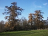 „Góra Modrzewiowa” w Płonnem - pomnik przyrody