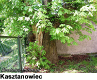 Kasztanowiec