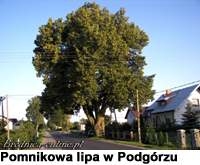 Pomnikowa lipa w podgórzu