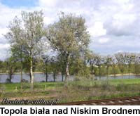 Topola biała nad Niskim Brodnem