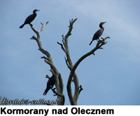 Kormorany nad Olecznem