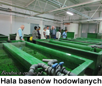 Hala basenów hodowlanych