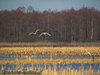 Wiosenne przeloty ptaków nad „żurawią łąką” w Bobrowiskach