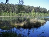 Rezerwat torfowiskowy Okonek